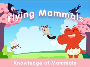 Flying Mammals