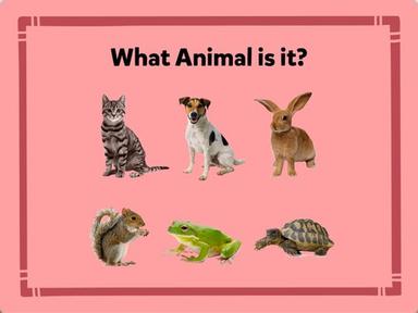 What Animal is it?