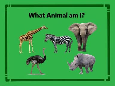 What Animal am I?