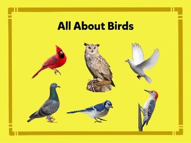 Vocabulary: Birds