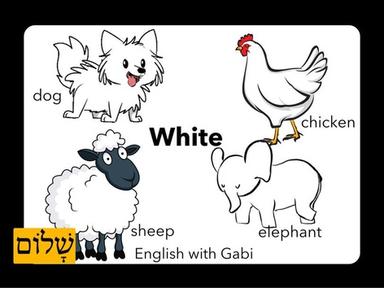 White Animals: Dog  Chicken Elephant Sheep | חיות לבנות באנגלית