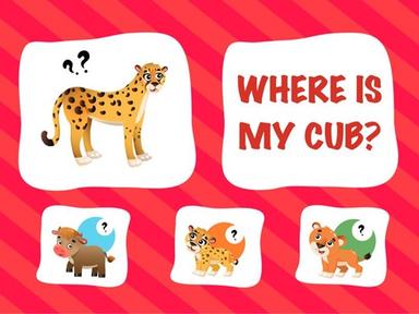  Where is My Cub?