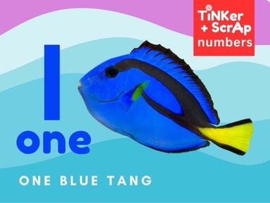 Count 1 Blue Tang Fish