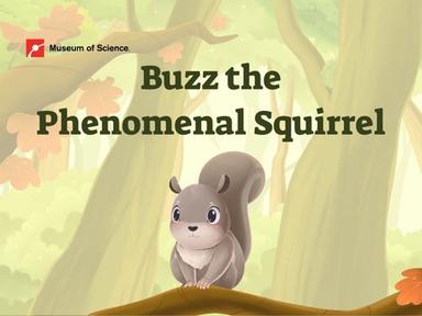 Buzz The Phenomenal Squirrel