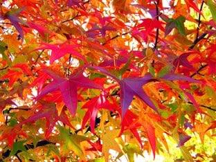 M-E1-TT-U1-Autumn-leaves-count