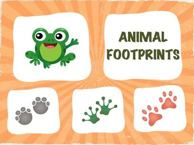 Animal Footprints