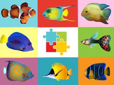 The Fish Puzzle 