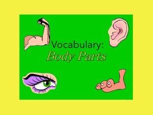 Vocabulary: Body Parts