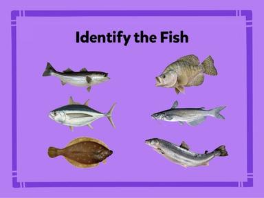 Identify the Fish