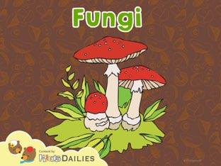 Fungi