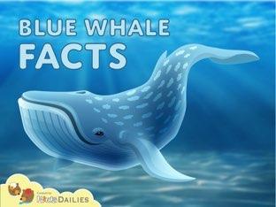 Blue Whale Facts