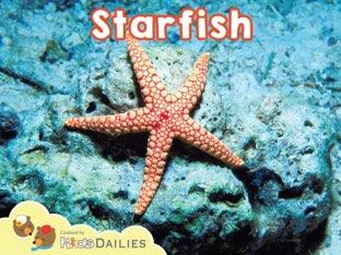 Starfish