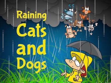 Raining Cats and Dogs