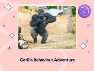 Gorilla Behaviour Adventure