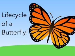 Lifecycle Of A Butterfly