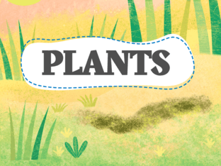 PLANTS