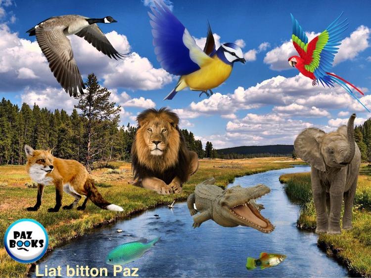 מיון והכללה